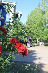  Розы в Ивановке