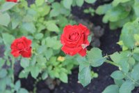  Розы в Ивановке 