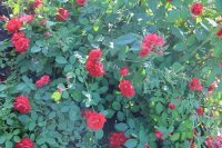  Розы в Ивановке