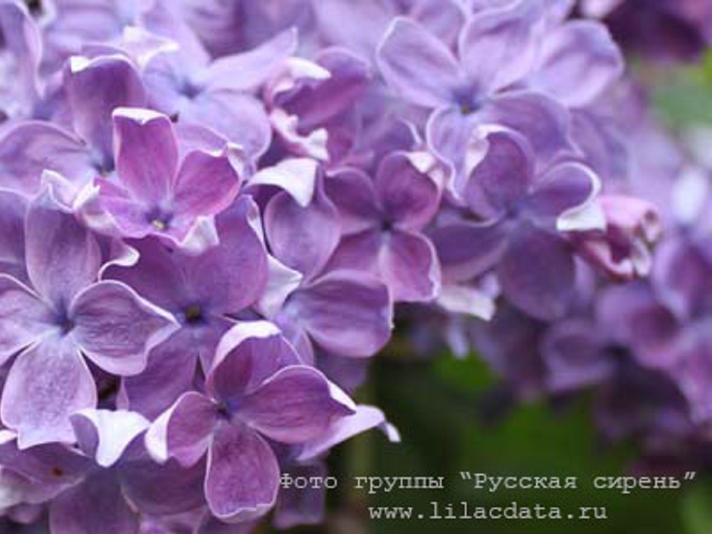Самый красивый парк Москвы в мае: Сиреневый сад